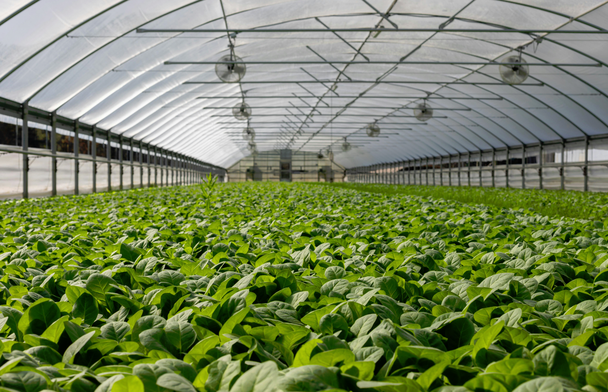 Horticulture Division - Fruit & Vegetable Cultivation