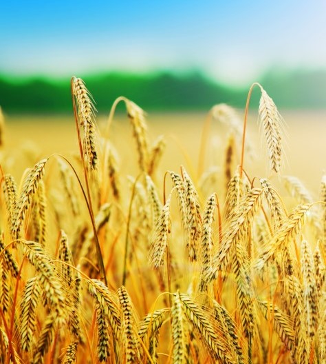 Agriculture Division - Modern Farming Solutions