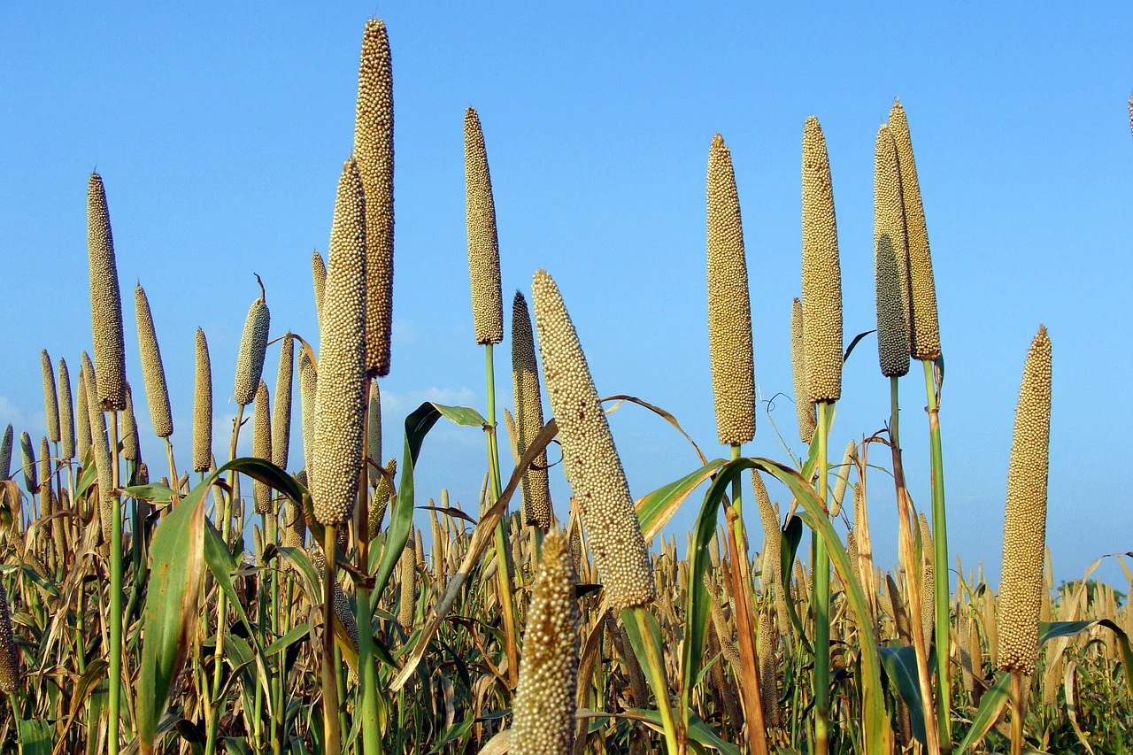 Bajra (Pearl Millet)