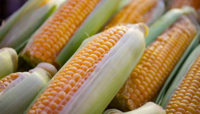 Maize (Corn)