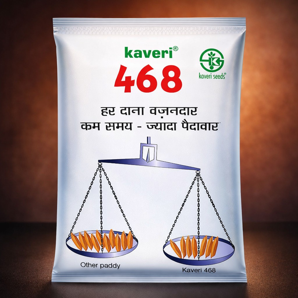 Kaveri 468 Hybrid Paddy