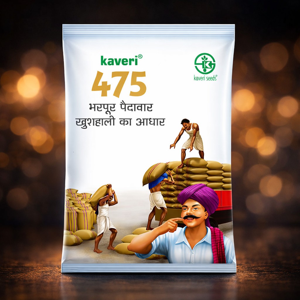 Kaveri 475 Hybrid Paddy