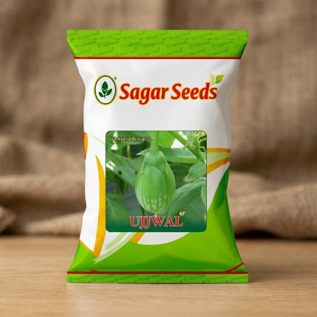 Sagar Ujjaval Brinjal