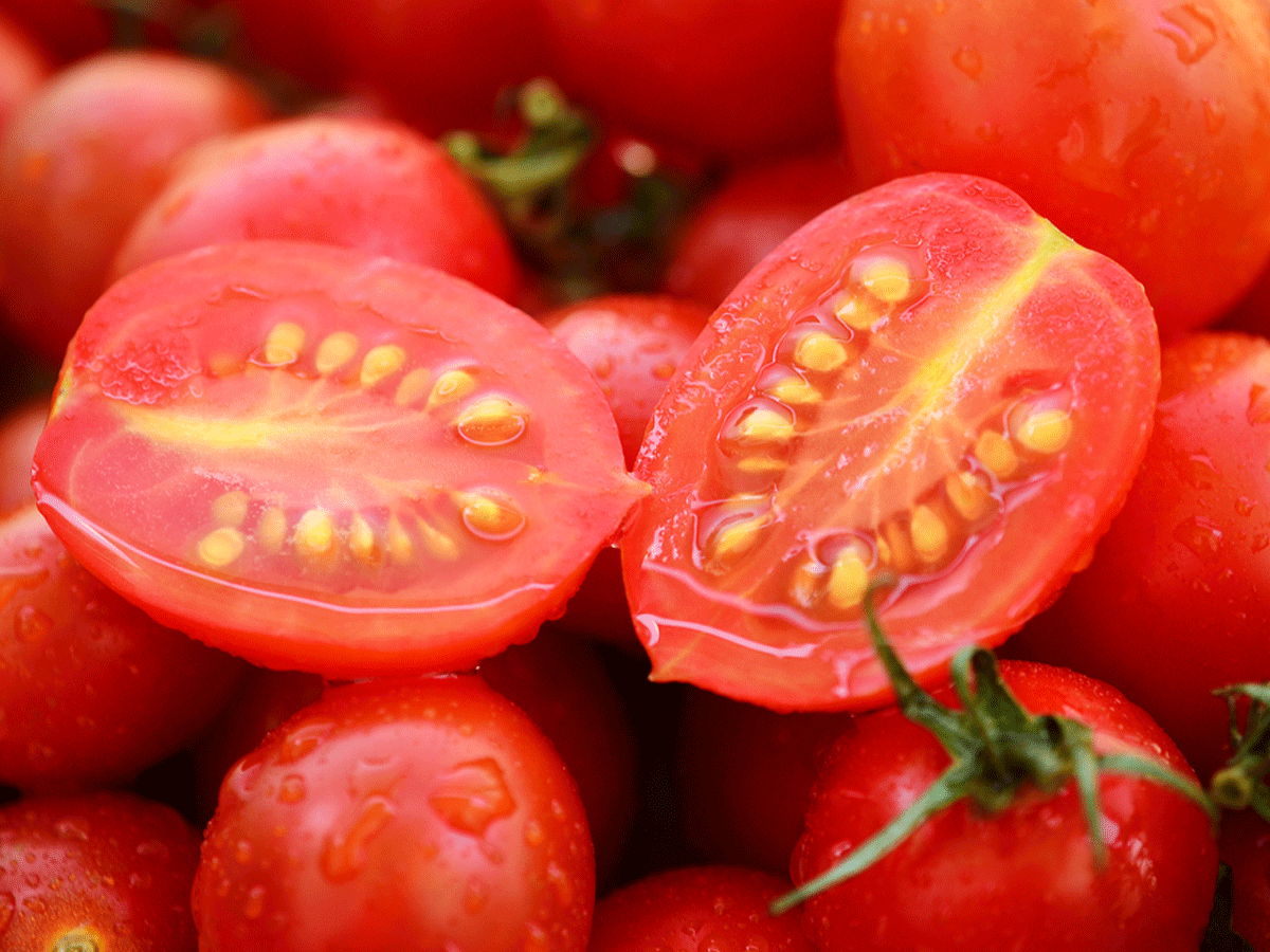 Tomato Seeds