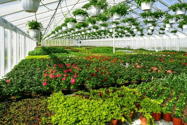 Nursery Division - Plant Propagation