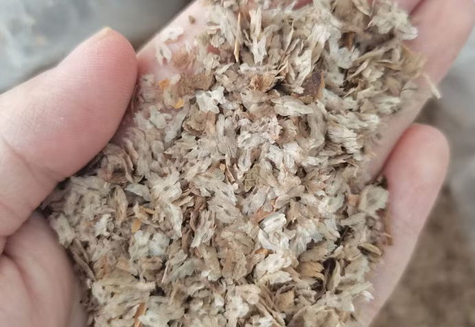 Powlani Tree Seeds for Reforestation in Syria